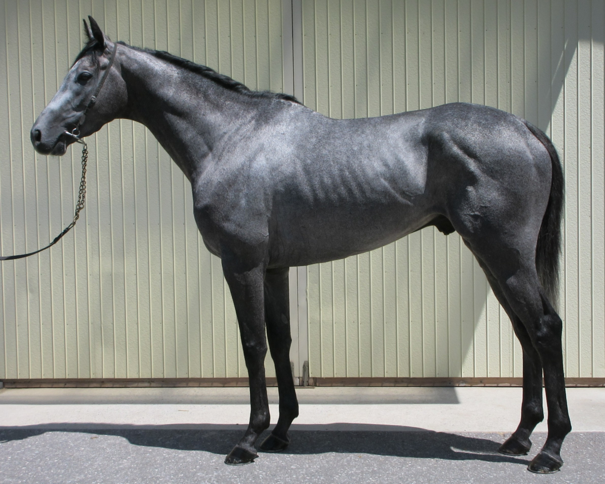 スノーバンティング 牡3歳 ※中央競馬 登録抹消 | サラブレッド