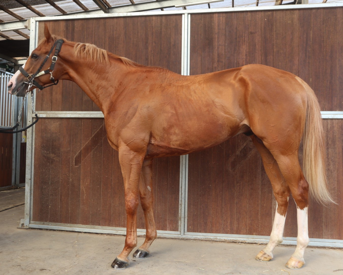 ベニハンマード 牡3歳 ※中央競馬 登録抹消 | サラブレッドオークション