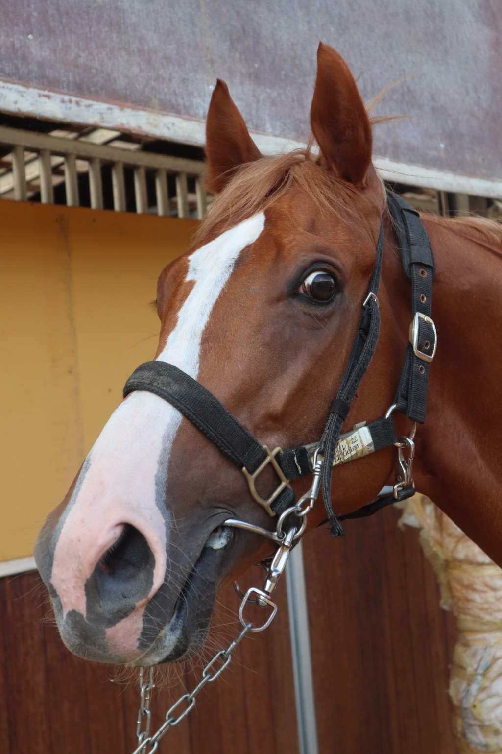 ベニハンマード 牡3歳 ※中央競馬 登録抹消 | サラブレッドオークション