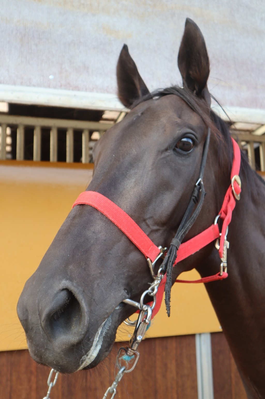 メイショウナナカゼ 牝3歳 ※中央競馬 登録抹消 | サラブレッド