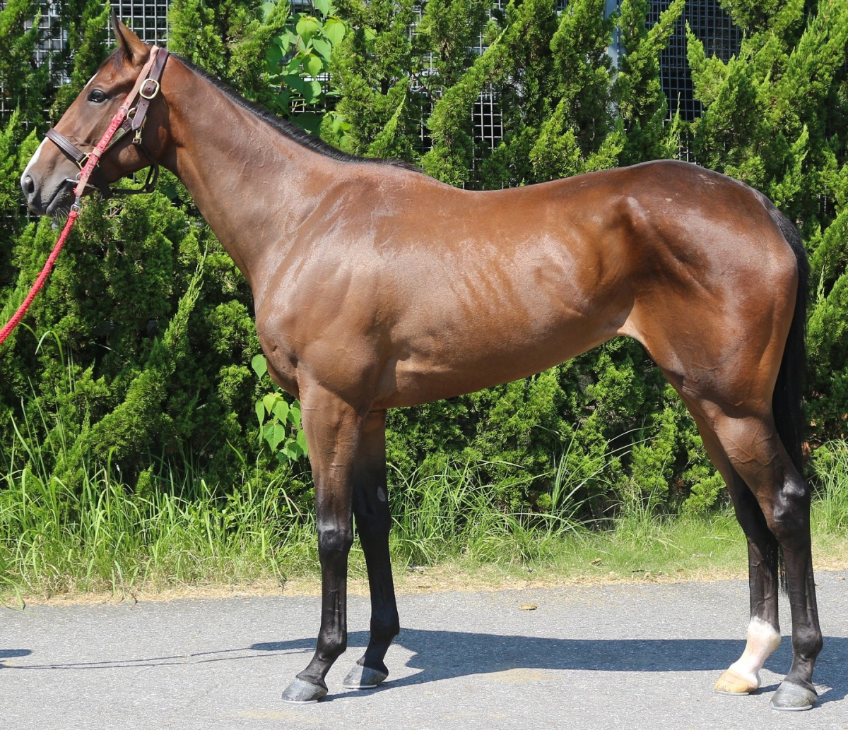 ルージュパラディ　　牝３歳　　※中央競馬　登録抹消_main1