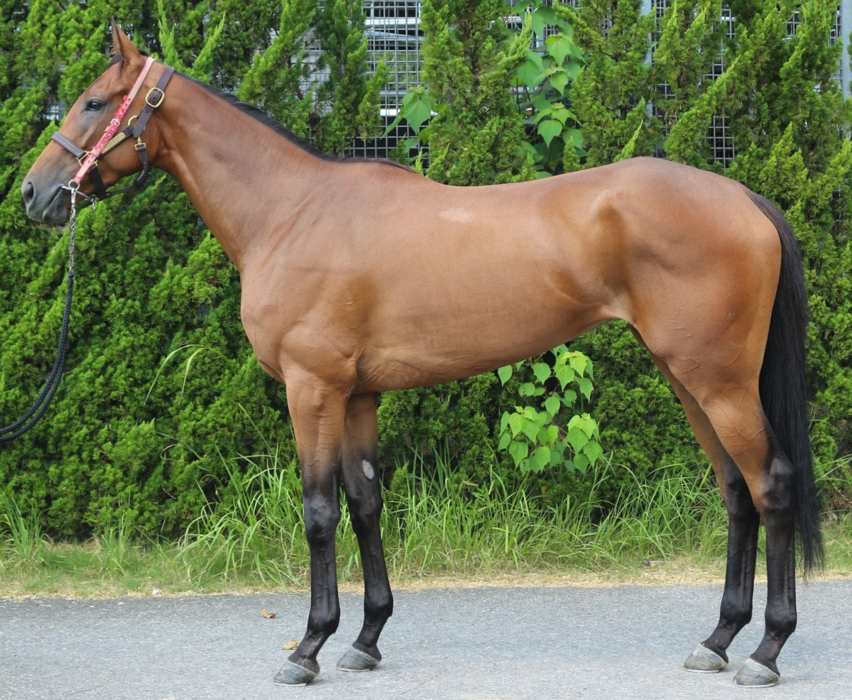 クリップクロップ 牝3歳 ※中央競馬 登録抹消 | サラブレッド
