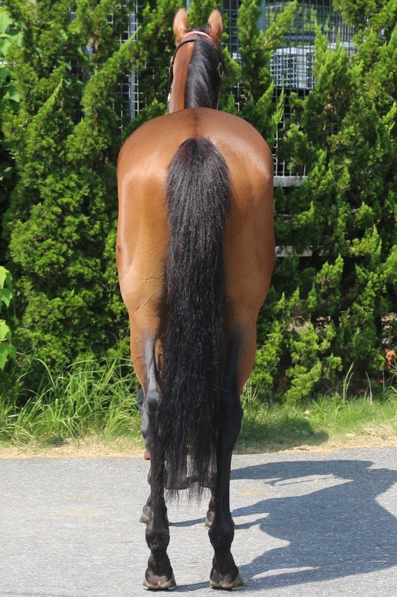 WORLDの羊革キュロットです。買って年数経ってますが使用頻度低いです。 WORLDの羊革キュロットです。買って年数経ってますが使用頻度