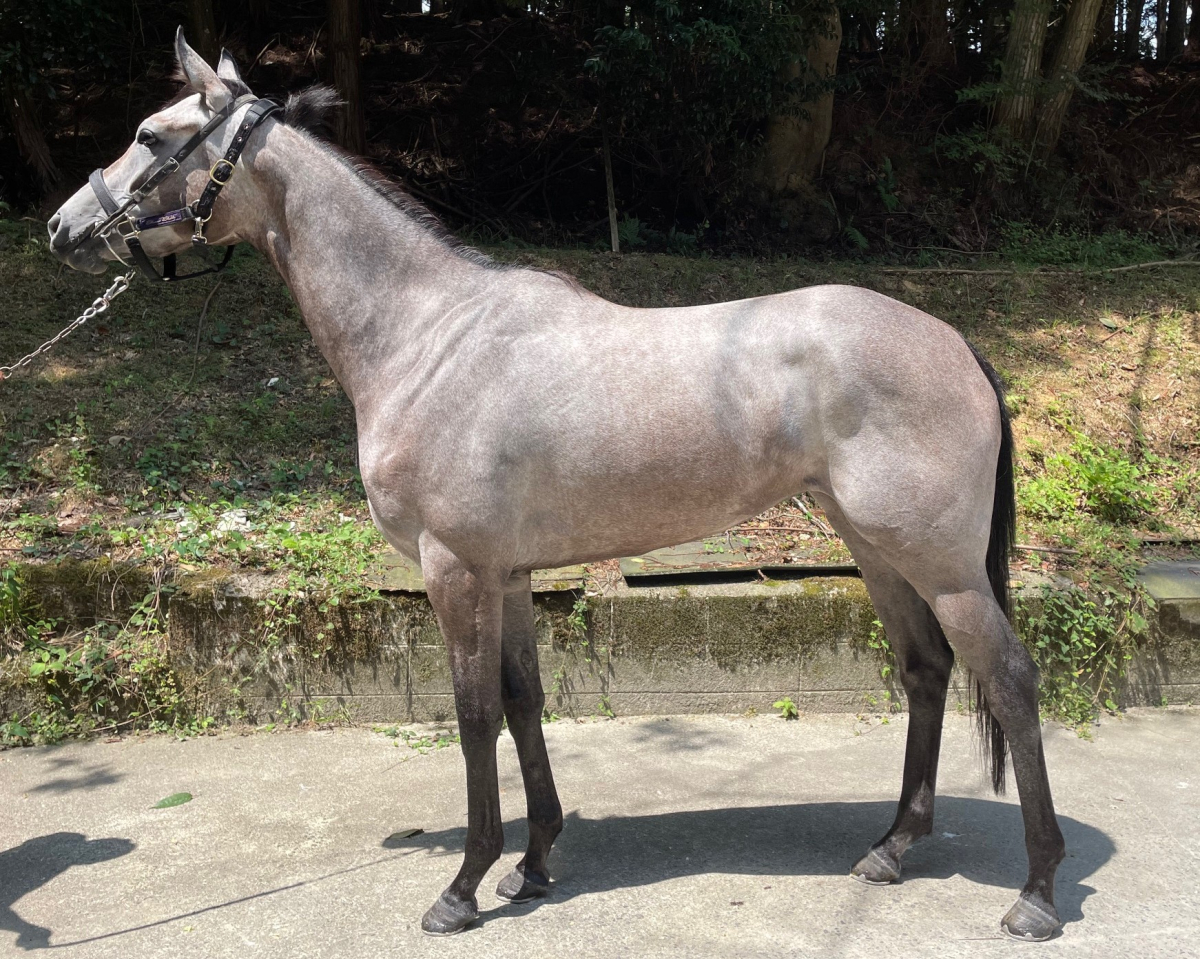 メイショウサノサ　　牝３歳　　※中央競馬　登録抹消_main1