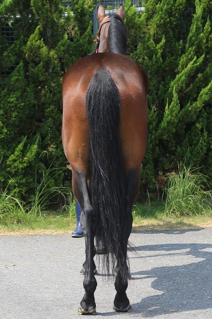 アイルフィレール 牝3歳 ※中央競馬 登録抹消 | サラブレッド