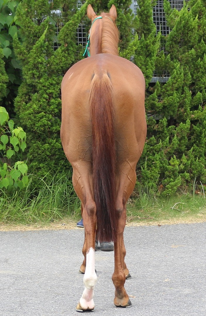 エアザキントス 牡3歳 ※中央競馬 登録抹消 | サラブレッド