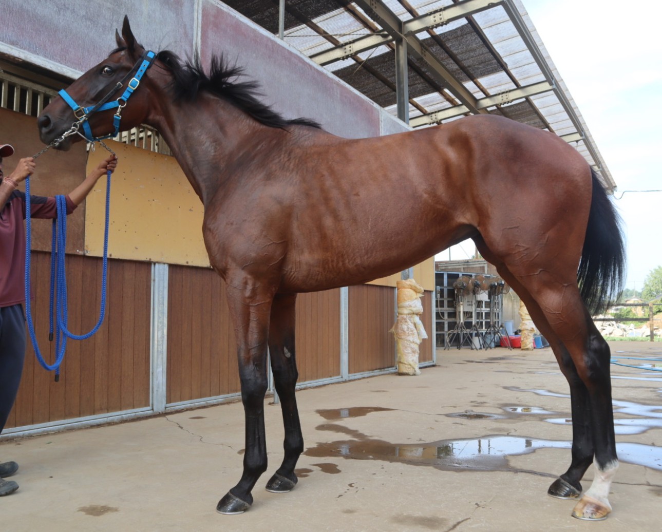 クオレプリマドンナ　　牝３歳　　※中央競馬　登録抹消_main1