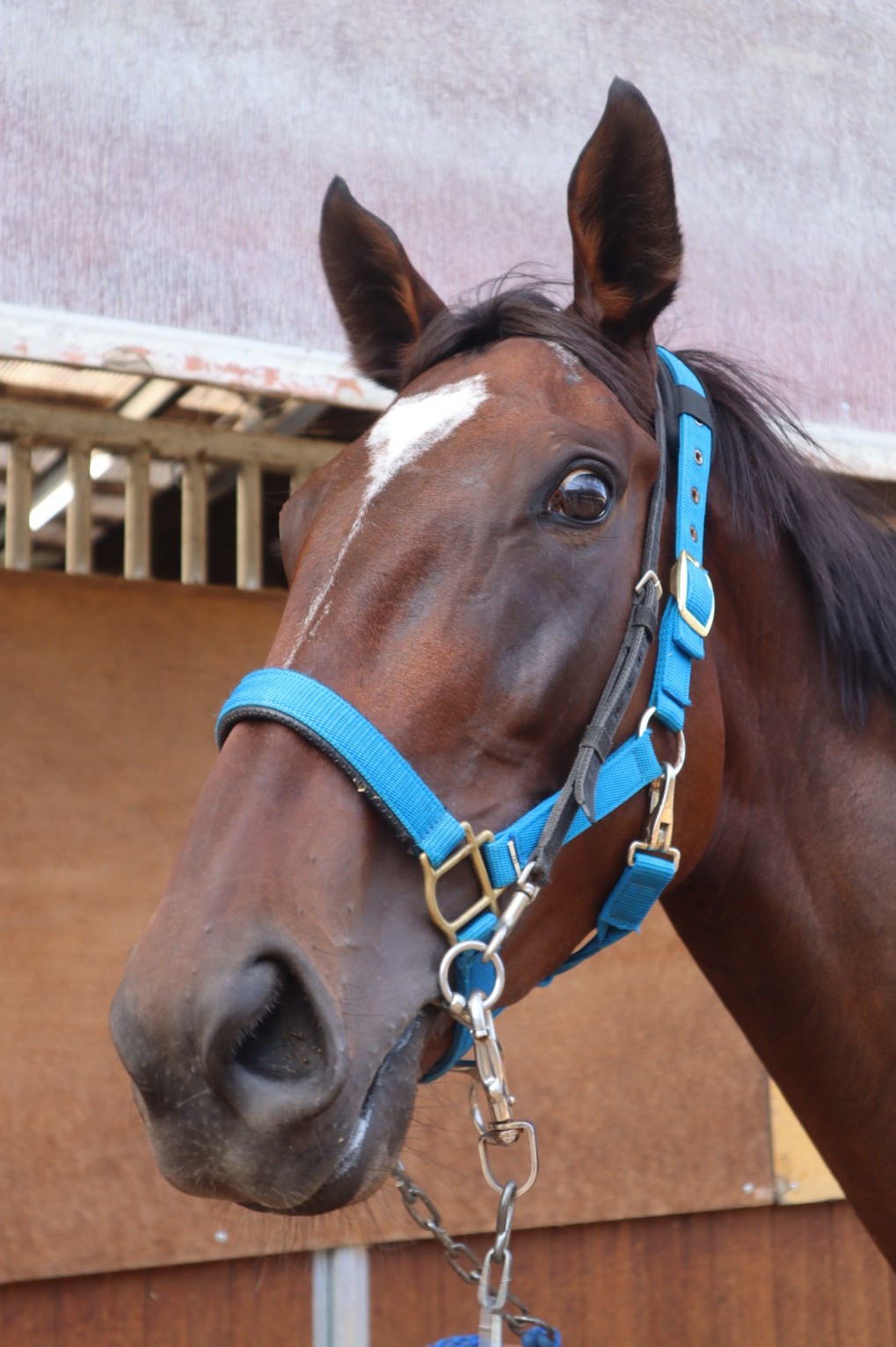 クオレプリマドンナ 牝3歳 ※中央競馬 登録抹消 | サラブレッド
