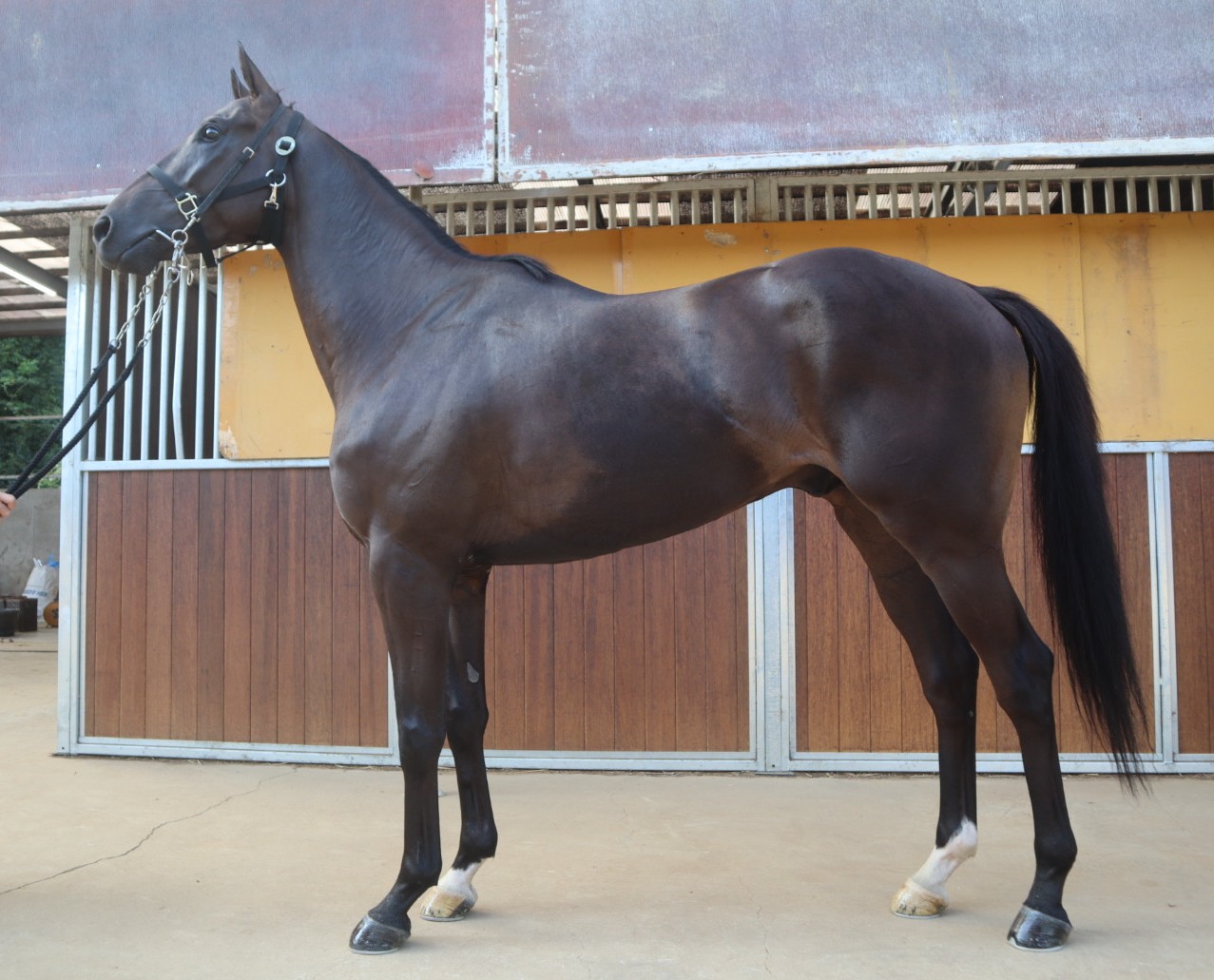 フィアマドラータ セン3歳 ※中央競馬 登録抹消 | サラブレッド