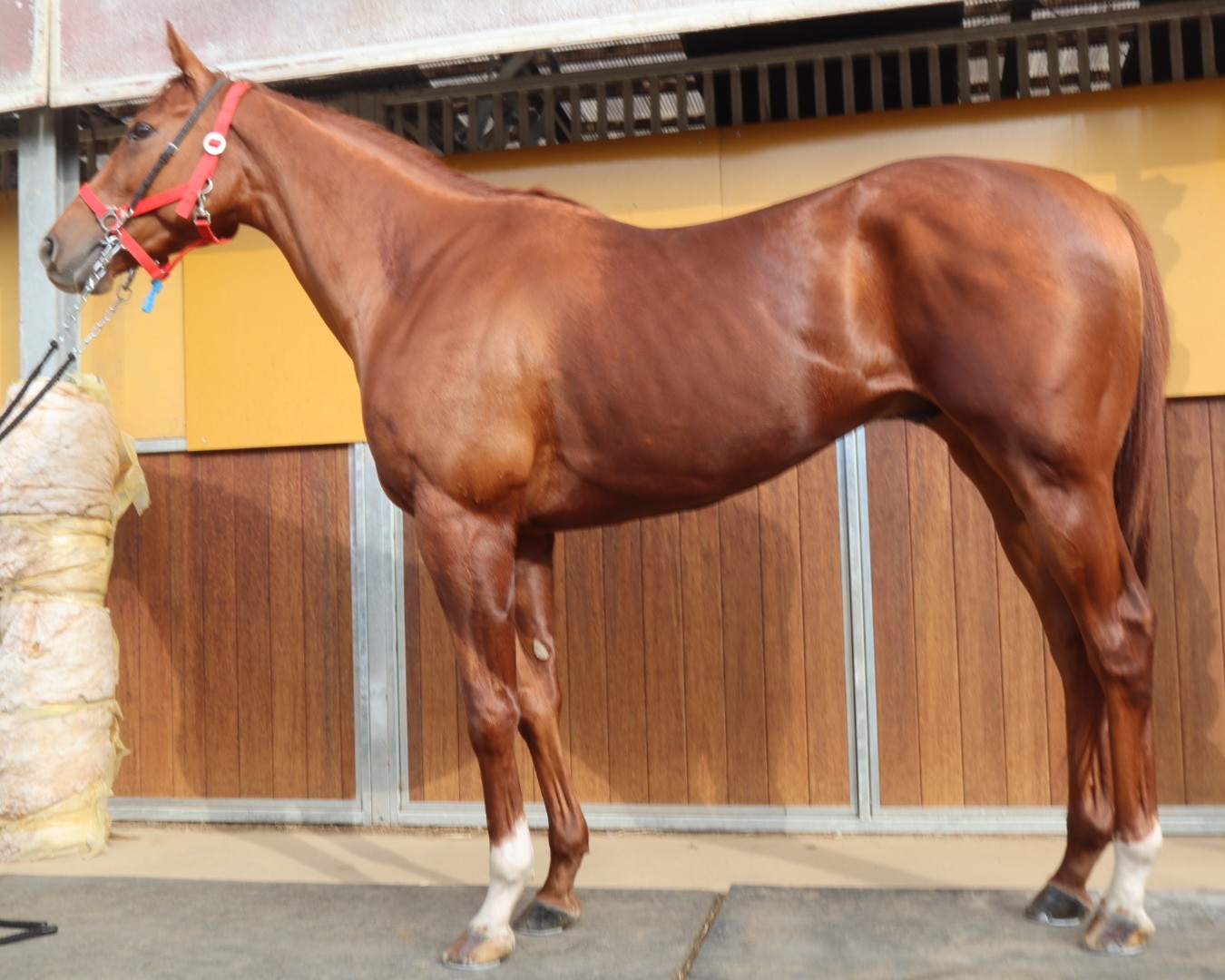 グランダイト セン3歳 ※中央競馬 登録抹消 | サラブレッドオークション