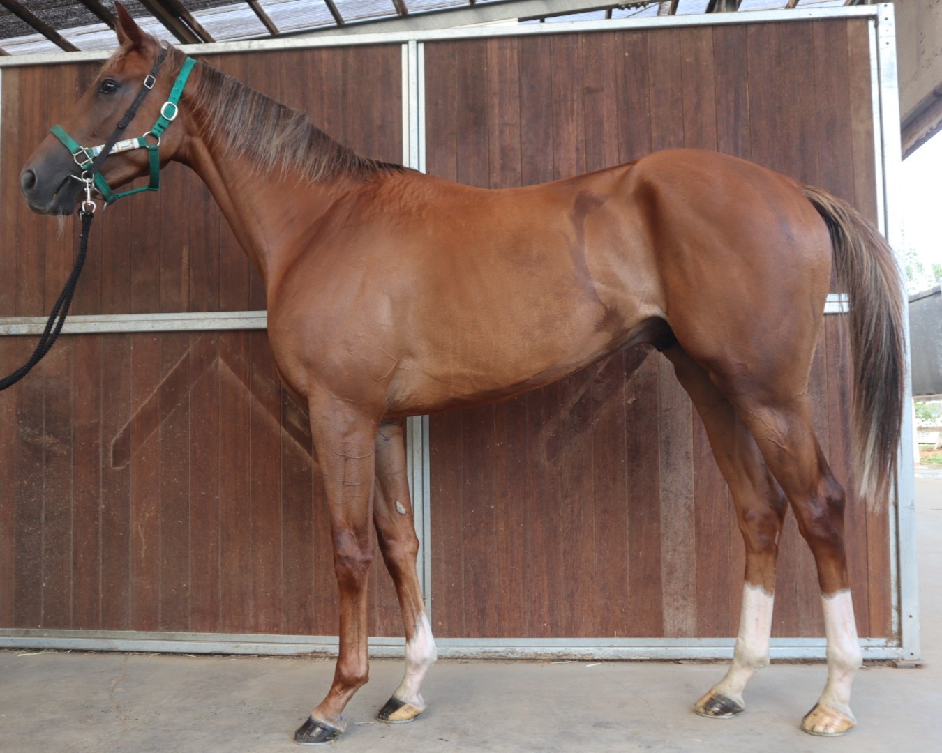アストラン セン3歳 ※中央競馬 登録抹消 | サラブレッド