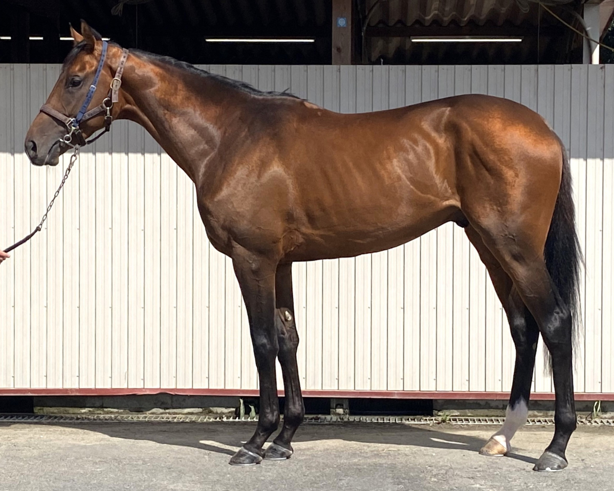 メイショウクメハチ 牡3歳 ※中央競馬 登録抹消 | サラブレッド