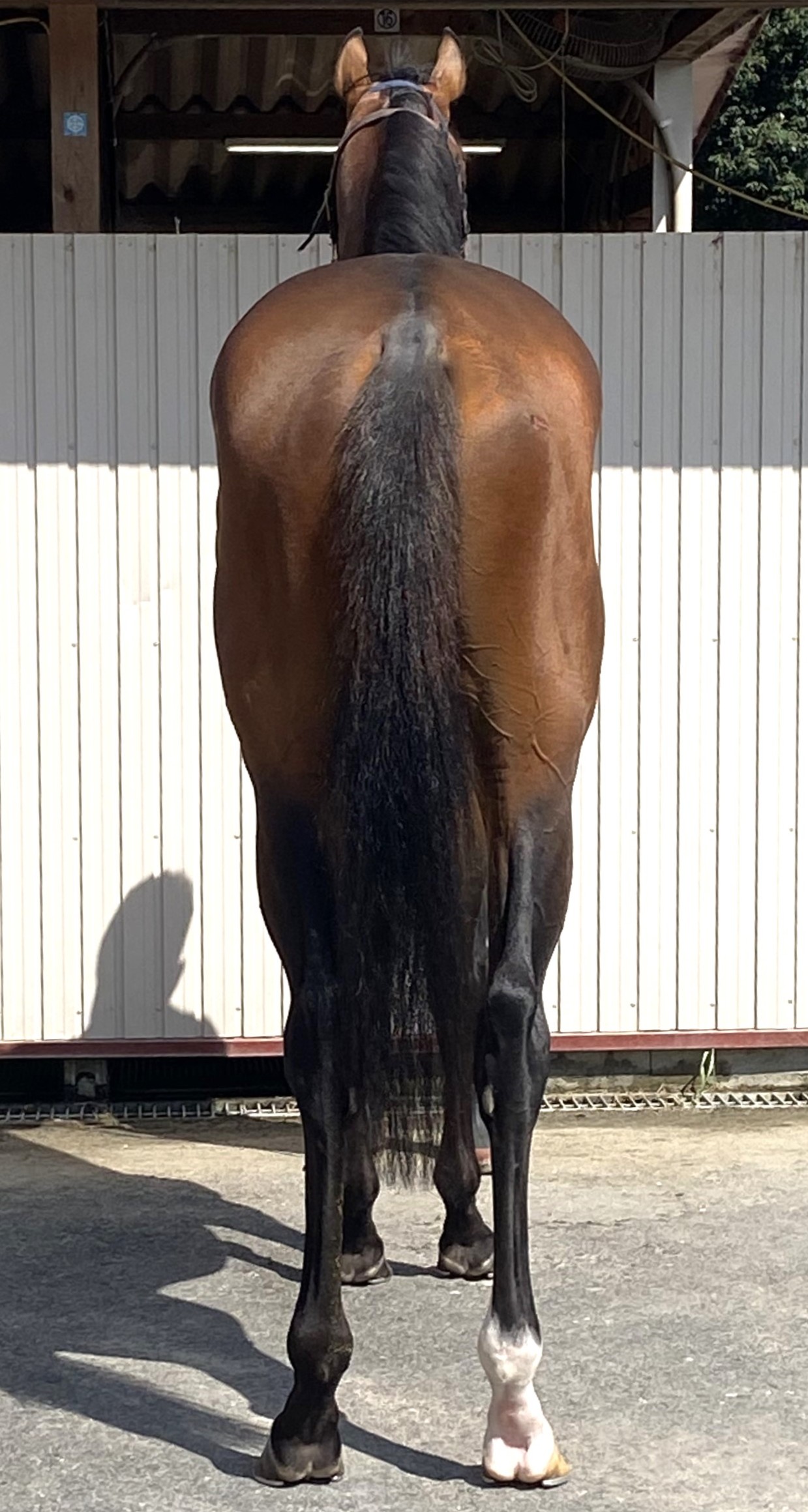 メイショウクメハチ 牡3歳 ※中央競馬 登録抹消 | サラブレッド