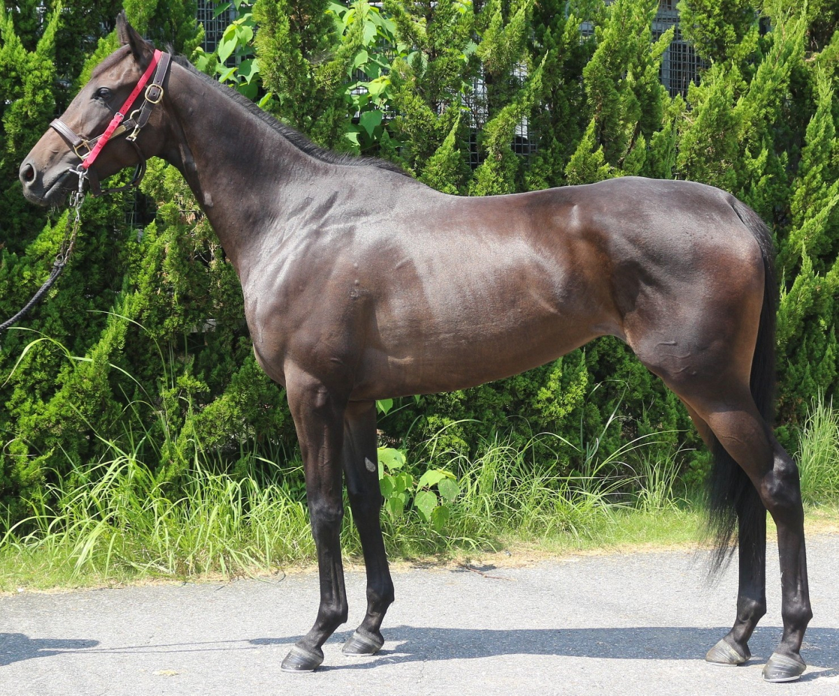 （レア物） 値下げ中！名馬モーニン記念ベスト モアサナイト 牝3歳 ※中央競馬 登録抹消 | サラブレッド