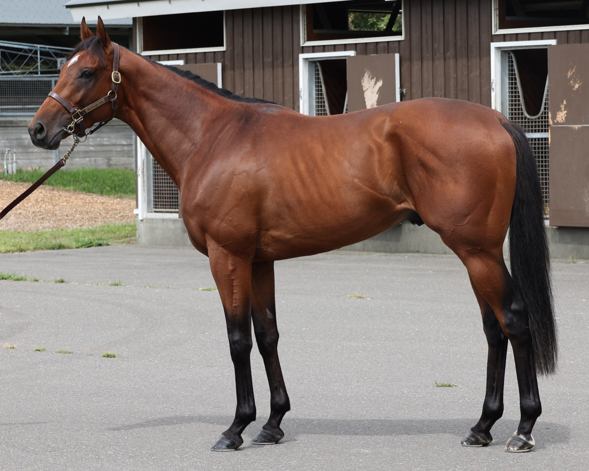 美品 年鑑重賞 サラブレ中央競馬99･00･02～05 6冊セット＋ポスター3枚 美品 年鑑重賞 サラブレ中央競馬99・00・02～05 6冊セット＋
