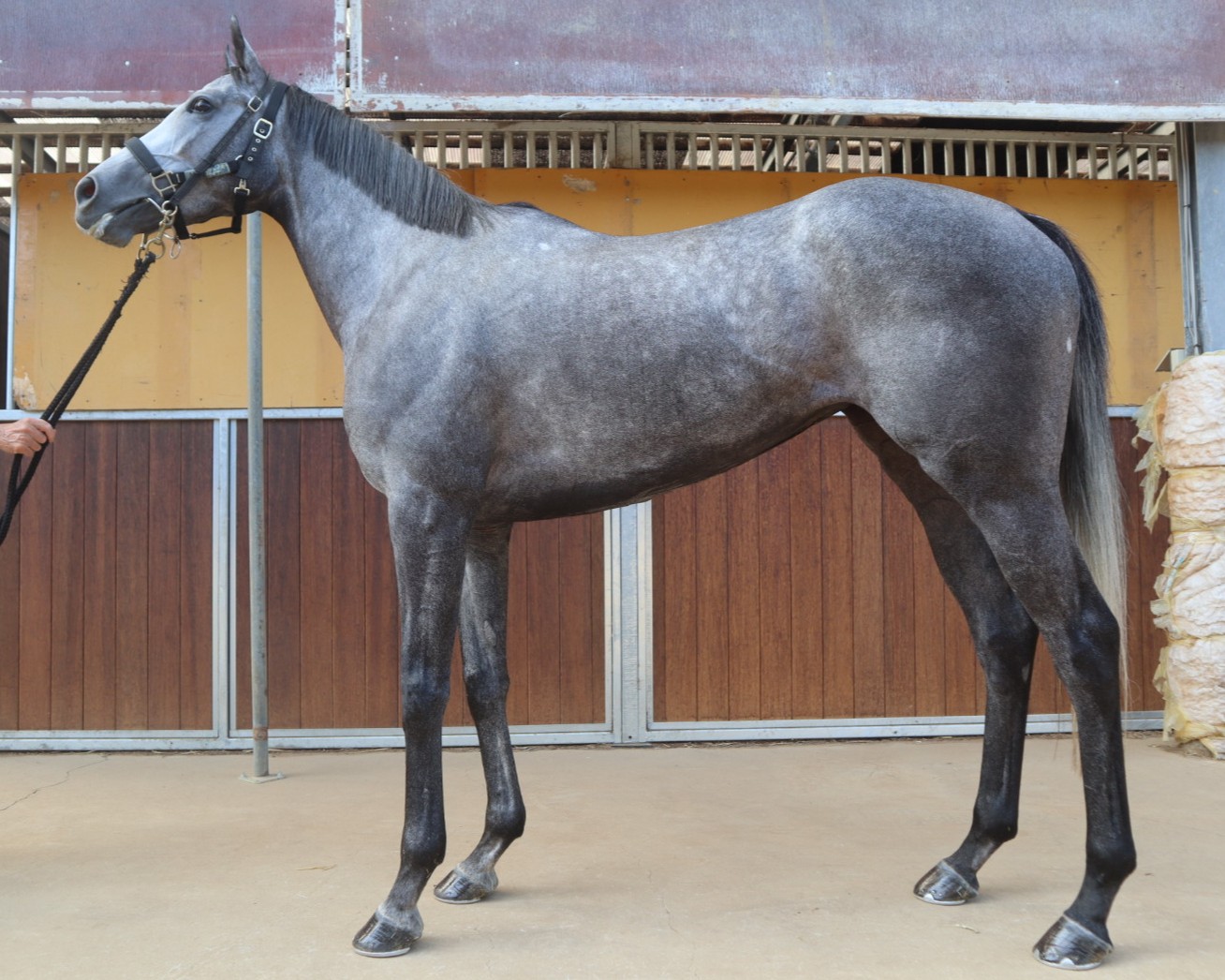 ディフューズ　　牝３歳　　※中央競馬　登録抹消_main1