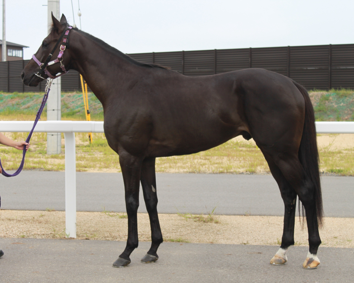 メイショウマサツラ 牡3歳 ※中央競馬 登録抹消 | サラブレッド