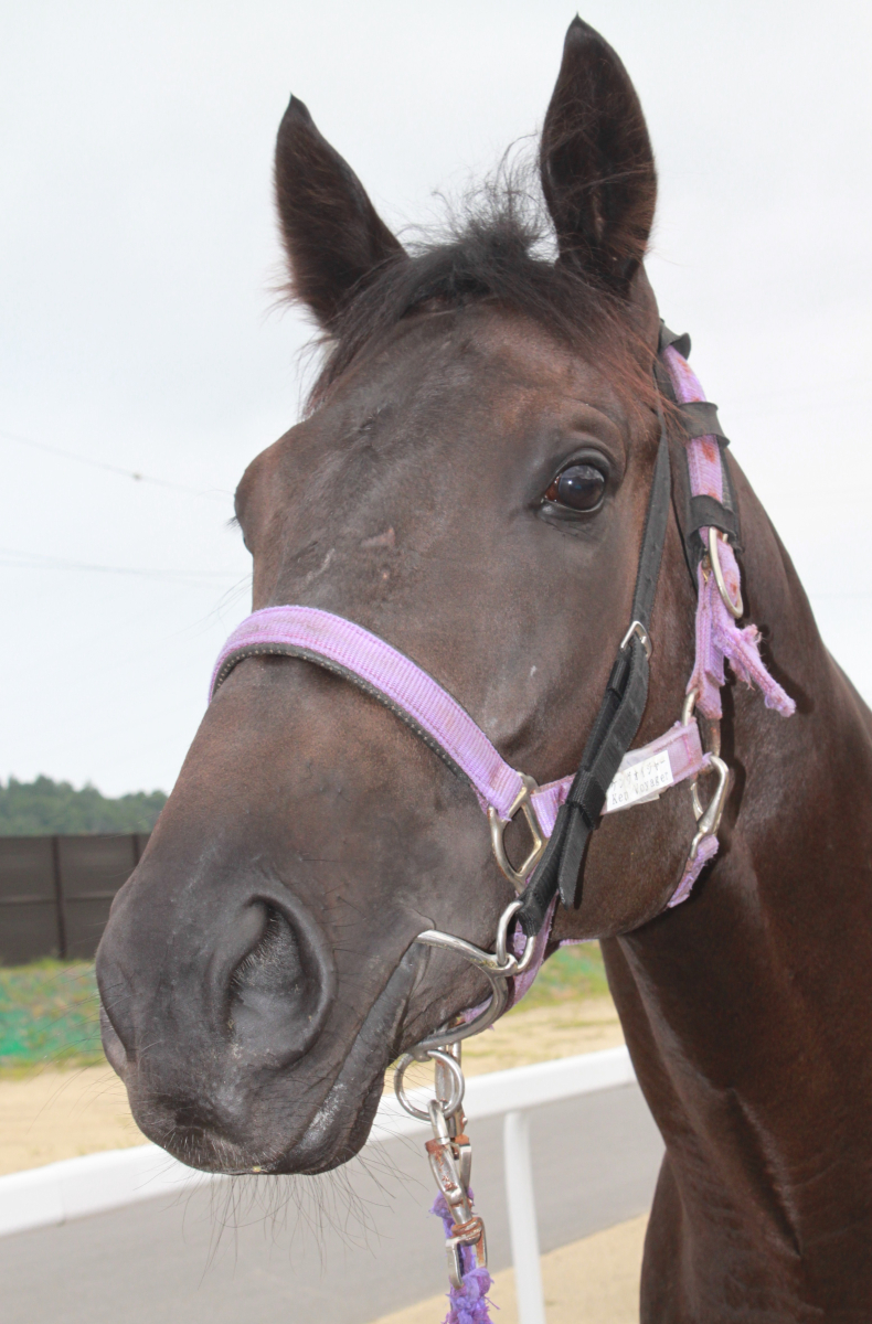 メイショウマサツラ 牡3歳 ※中央競馬 登録抹消 | サラブレッド
