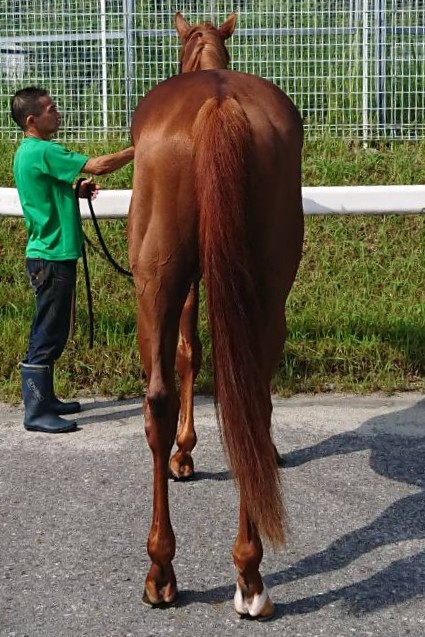 【値下げしました】日本の種牡馬録７　1995年版 値下げしました】日本の種牡馬録7 1995年版 - メルカリ