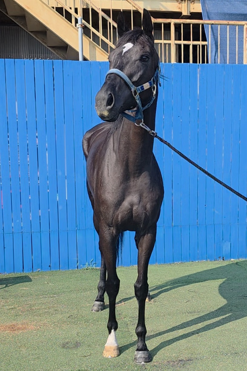 トラウムビルト 牝4歳 ※地方競馬 在籍 | サラブレッドオークション