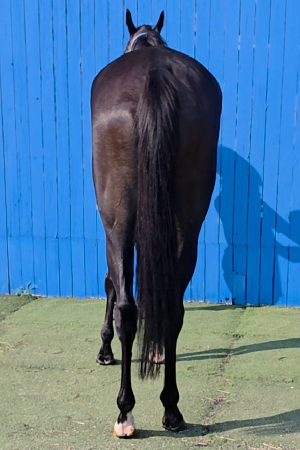 【真作】版画　アルフレッド・デフォセ　リトグラフ　ドービルの競馬場　X11 真作】版画 アルフレッド・デフォセ リトグラフ ドービルの競馬