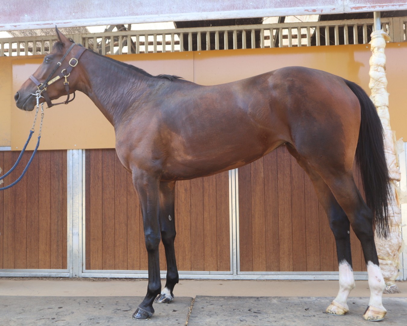 アットザホップ 牝3歳 ※中央競馬 登録抹消 | サラブレッド