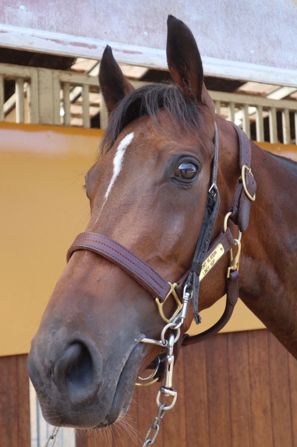アットザホップ 牝3歳 ※中央競馬 登録抹消 | サラブレッドオークション