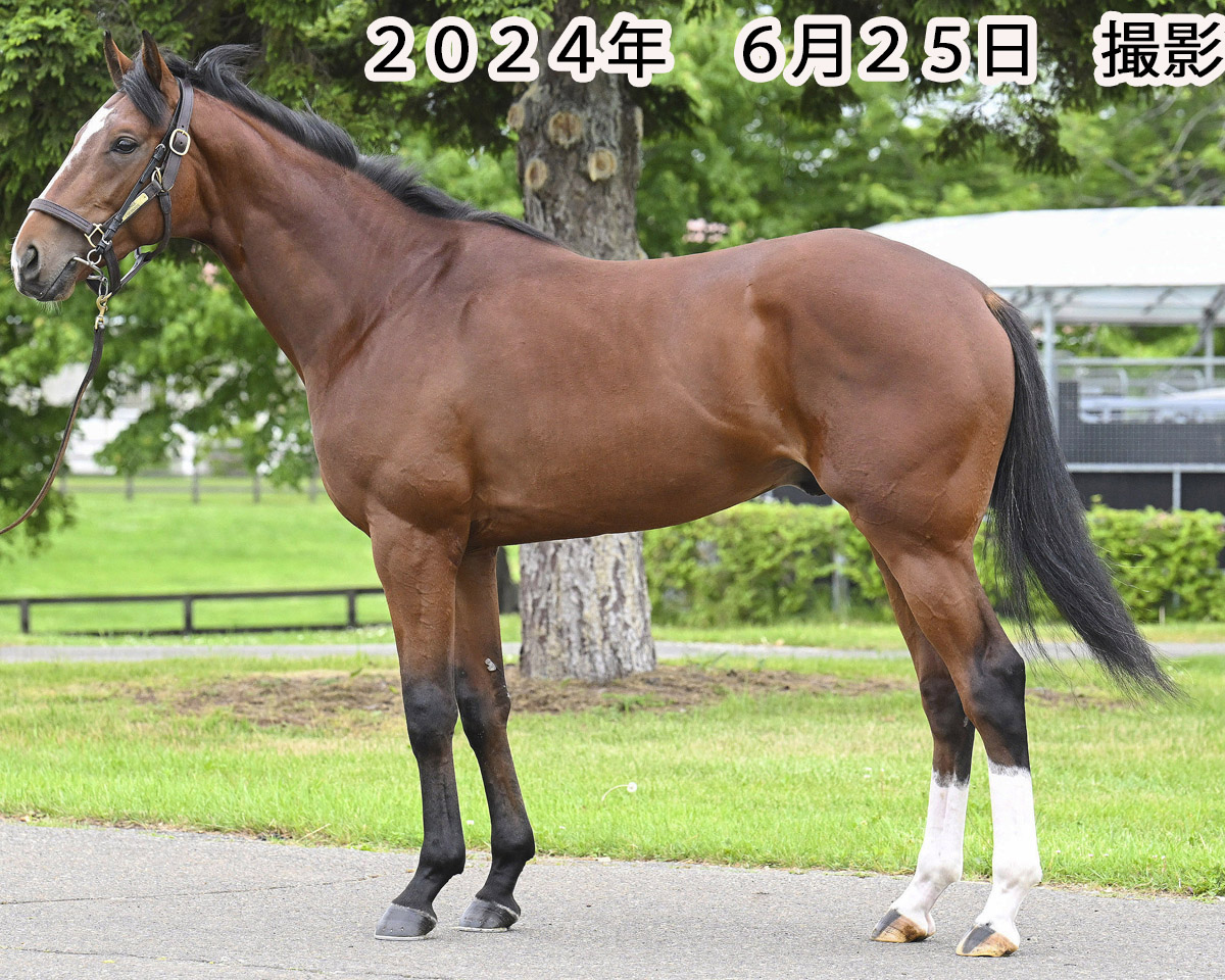 フーイナム 牡3歳 ※中央競馬 登録抹消 | サラブレッドオークション