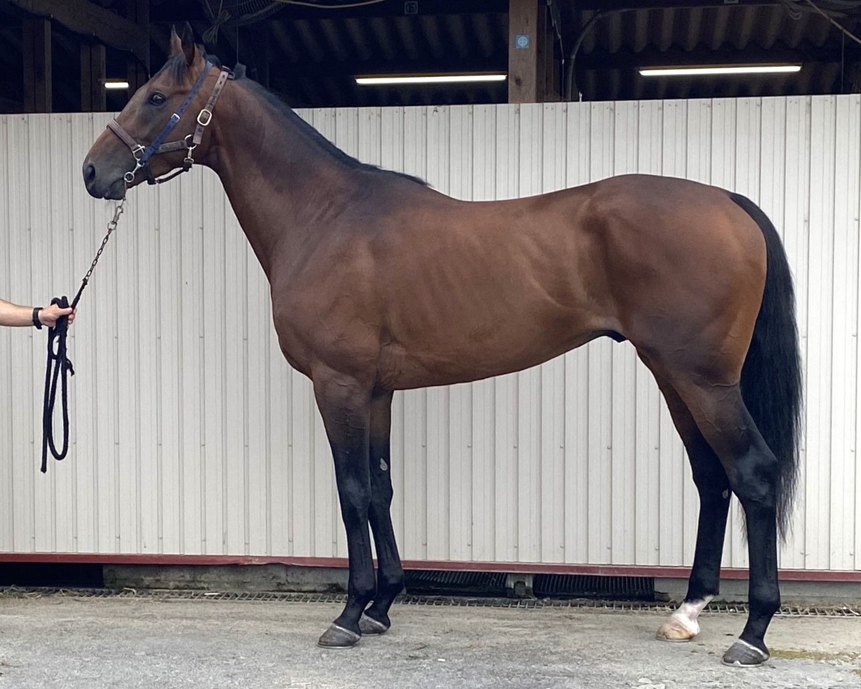 クリノエドガー　　牡３歳　　※中央競馬　登録抹消_main1