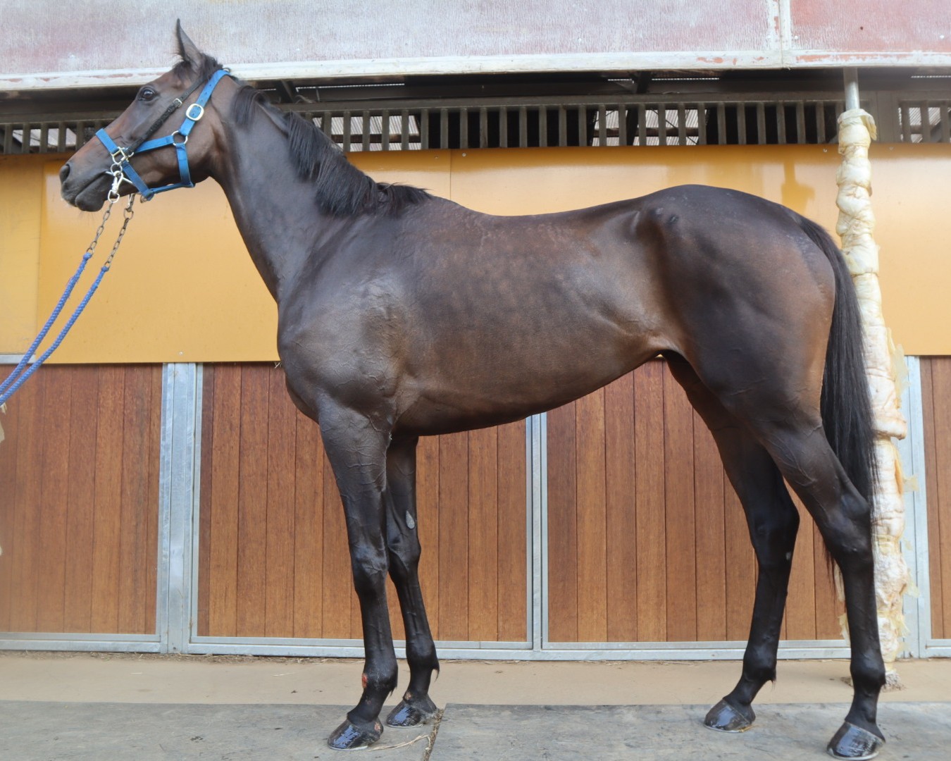 ヘルキャット 牝4歳 ※地方競馬 在籍 | サラブレッドオークション