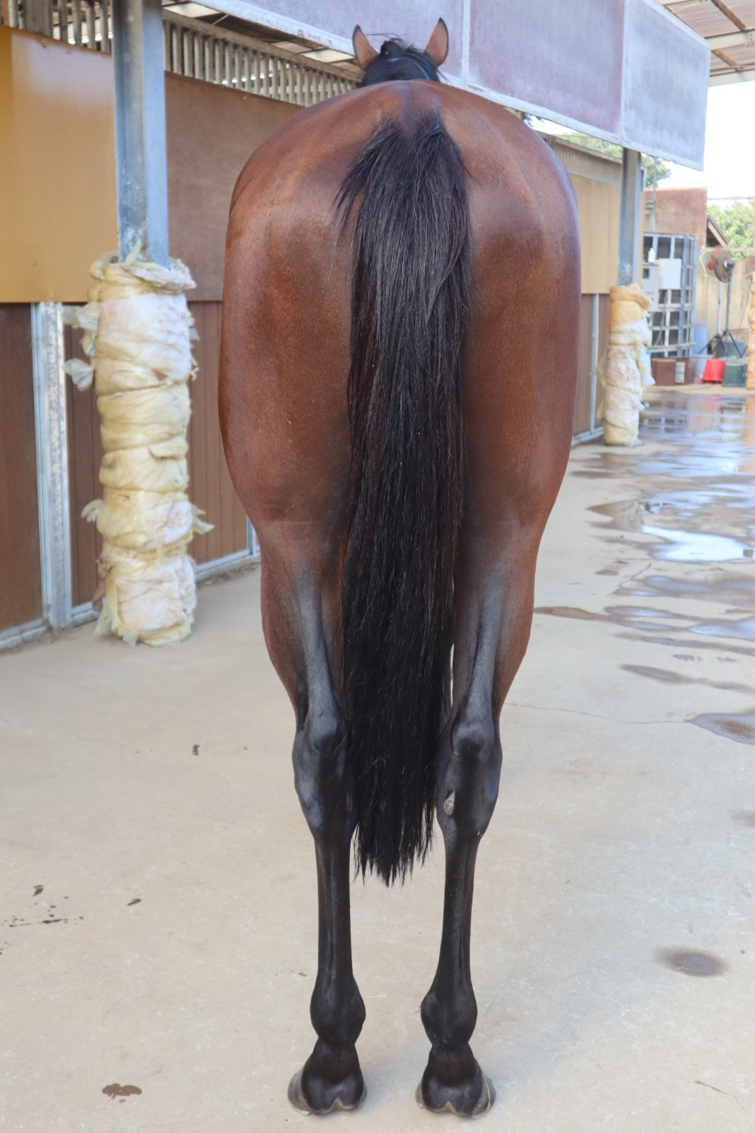 競馬 カード アルバム 大量 まとめて 中央 地方 名馬 伝説 競馬 カード アルバム 大量 まとめて 中央 地方 名馬 伝説 秋