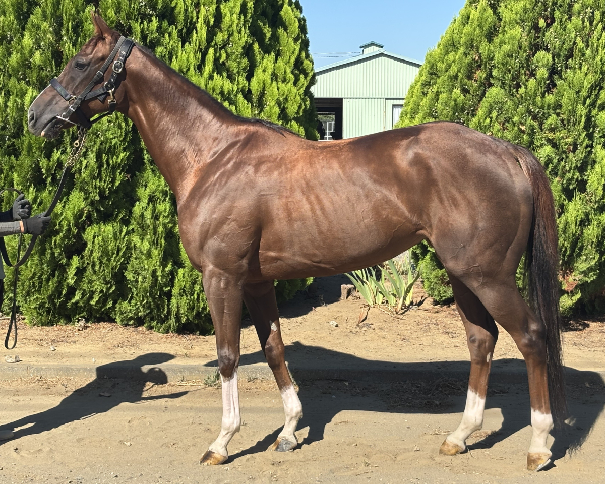 激レア 絶版 廃盤 写真集 ONTHETURF2 競馬 激レア 絶版 廃盤 写真集 ONTHETURF2 競馬