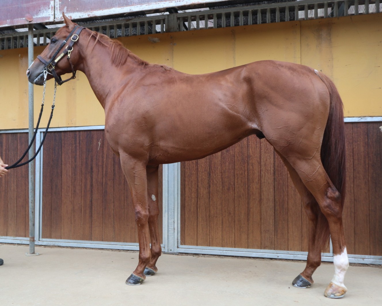 【CNPトレカ】P-RR フェアリーの女王ハナカ CNPトレカ フェアリーの女王 ハナカ 4枚セット - メルカリ