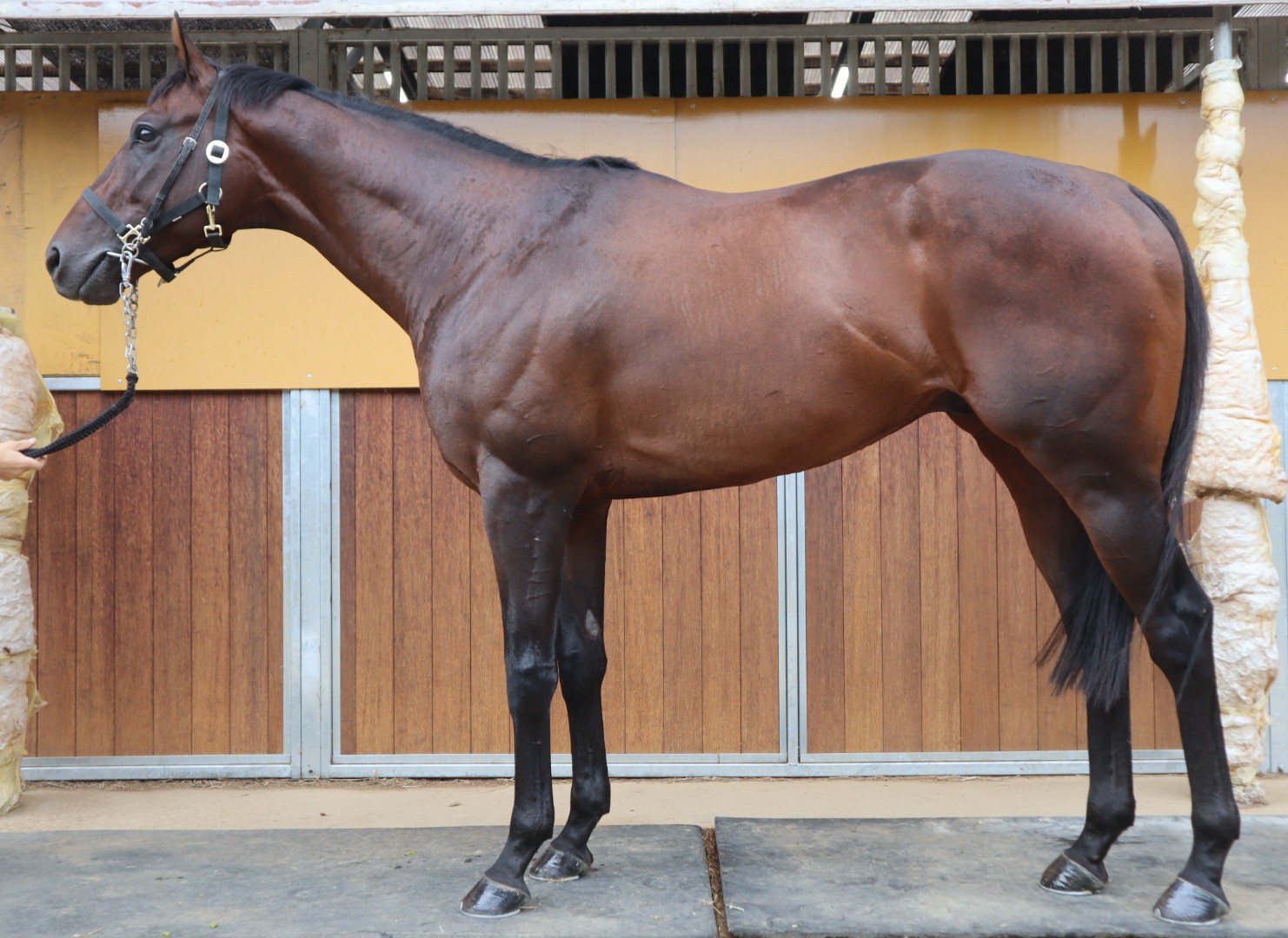 お馬様 出品 ジョーフェイス 牡4歳 ※中央競馬 登録抹消 | サラブレッドオークション