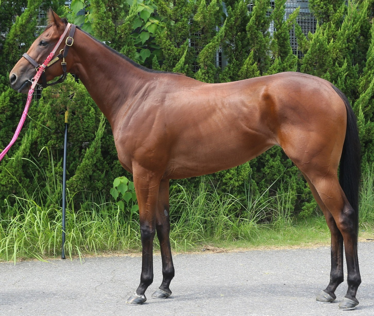 バーミーズルビー　　牝３歳　　※中央競馬　登録抹消_main1