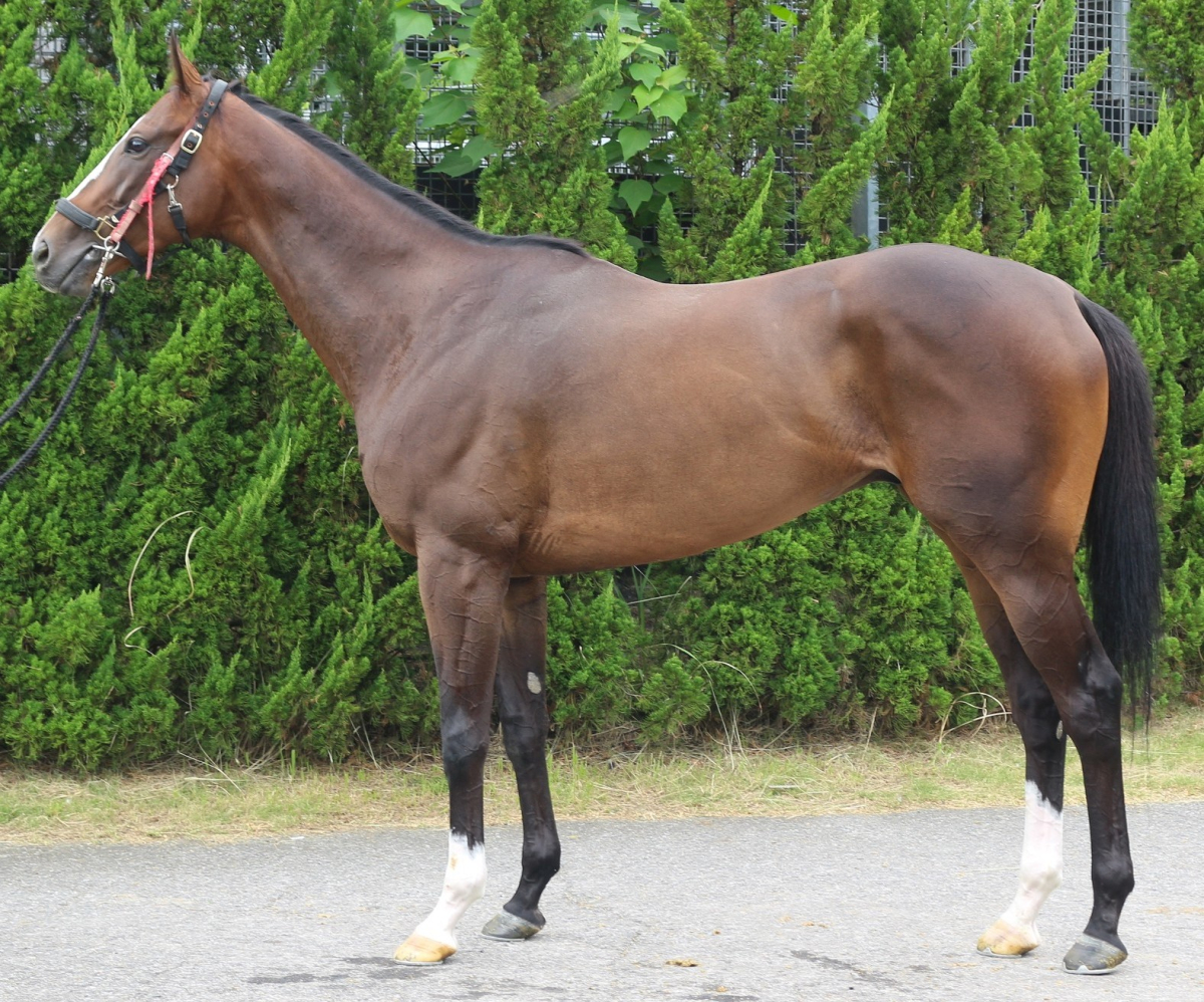 ミッドナイトホーク セン4歳 ※中央競馬 登録抹消