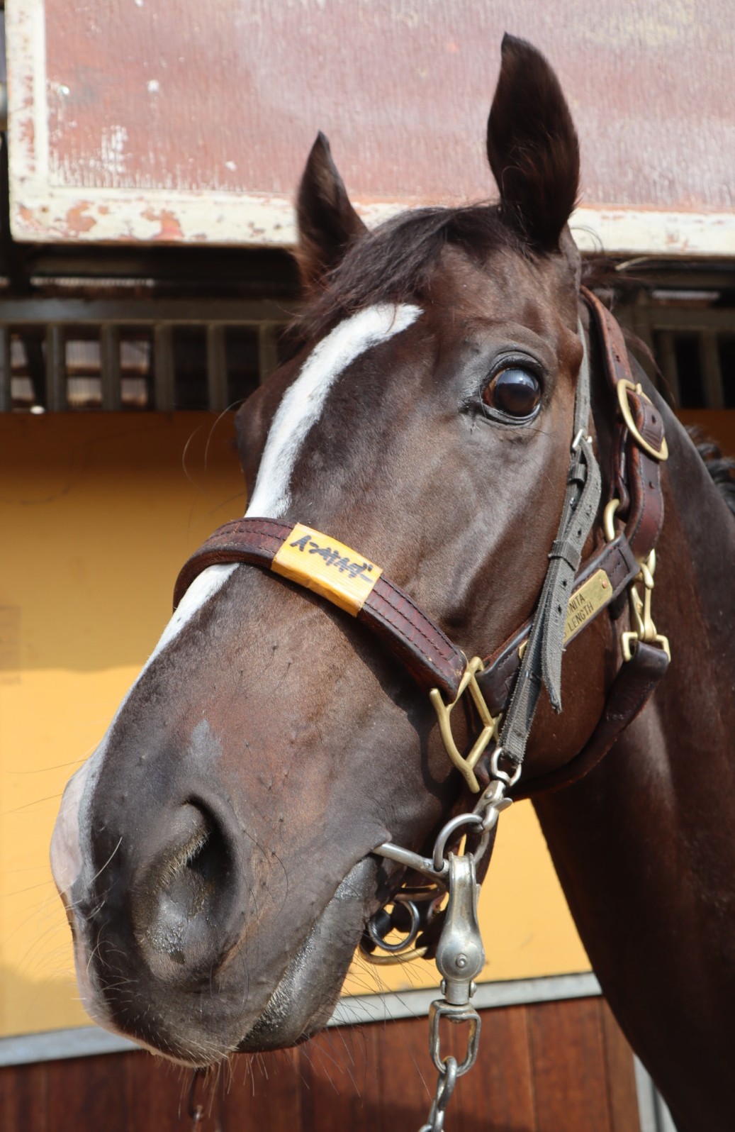 インサイダー セン4歳 ※地方競馬 在籍 | サラブレッドオークション