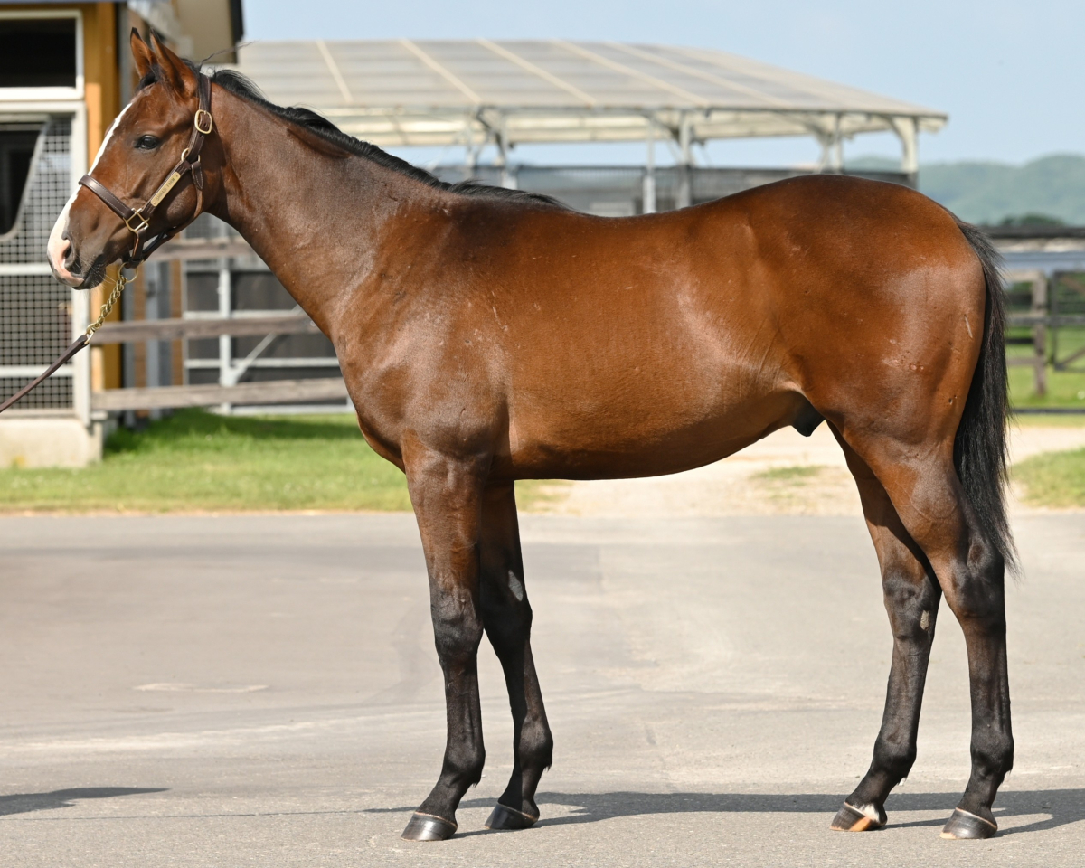 タンタグローリアの25　　牡１歳　　※育成馬　育成中の１歳馬_main1