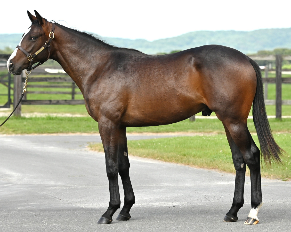 パルヴニールの25　　牡１歳　　※育成馬　育成中の１歳馬_main1
