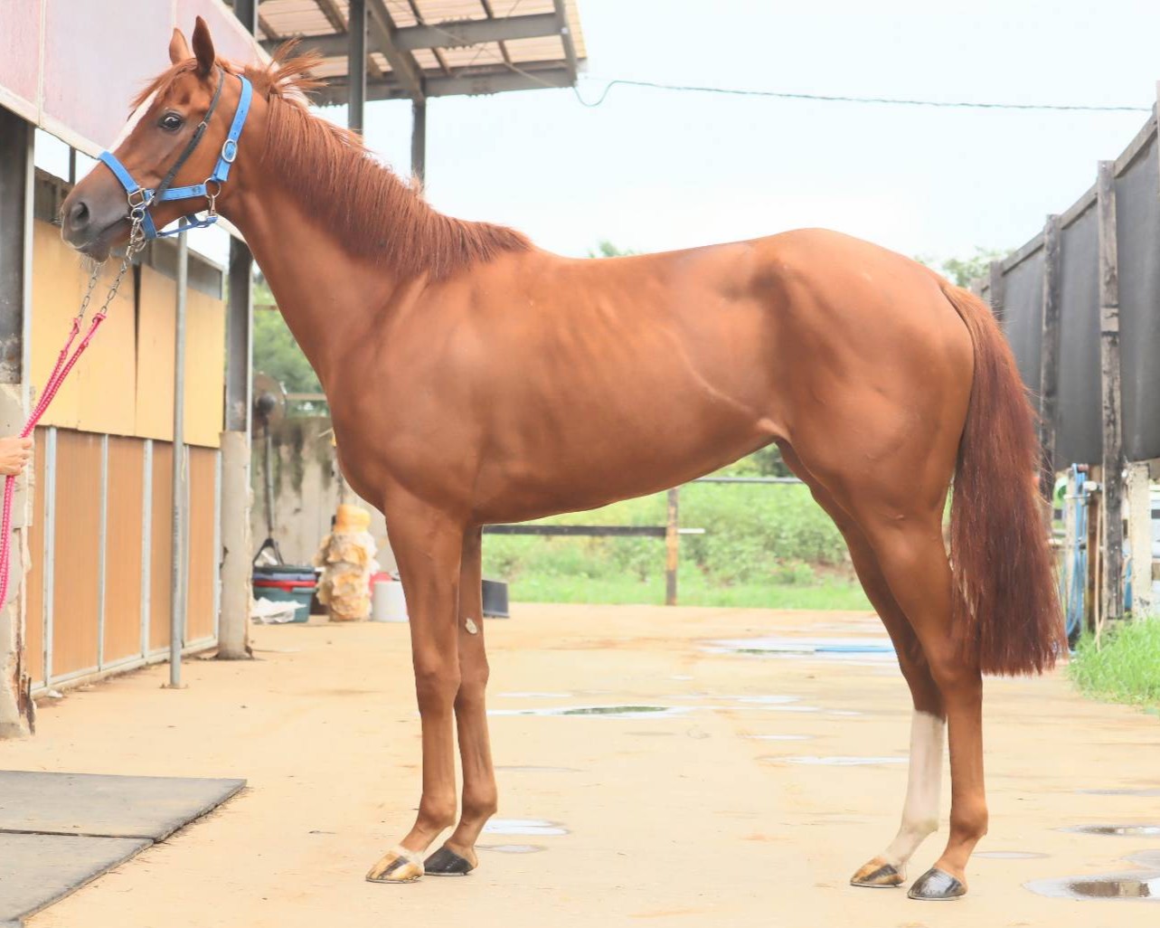 ゴートゥービッツン　　牝２歳　　※中央競馬　登録抹消_main1