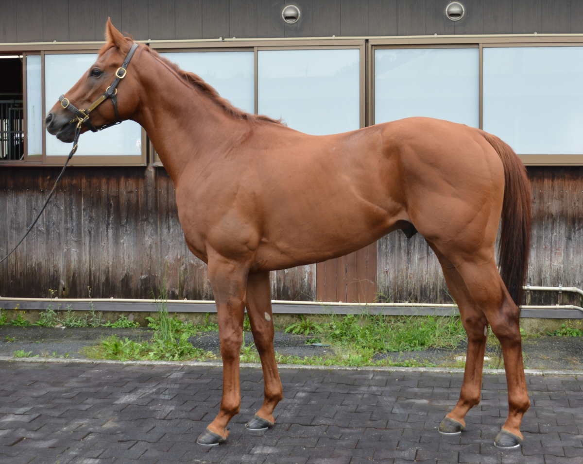 アップターンデイ　　牡３歳　　※中央競馬　登録抹消_main1