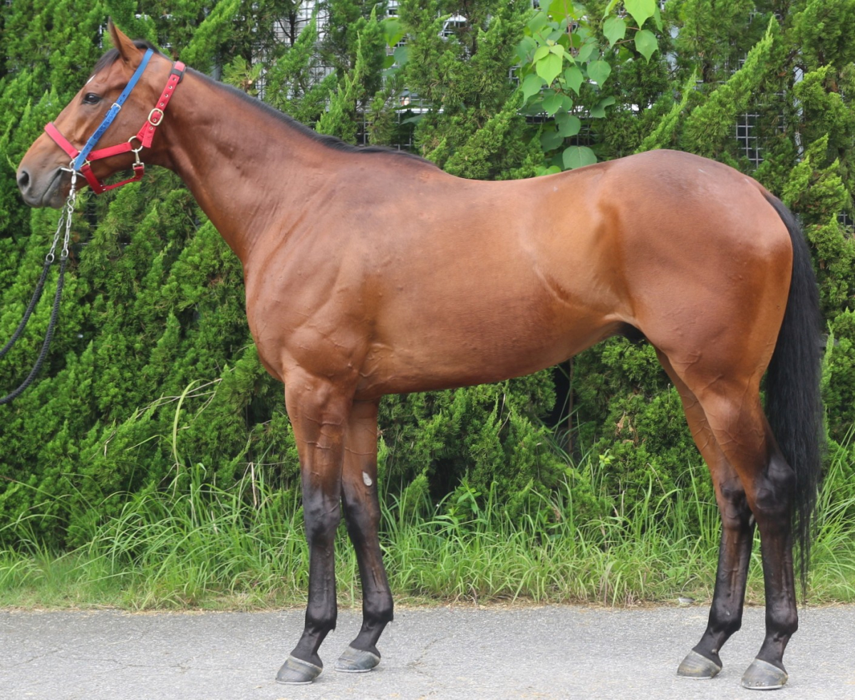 ワイドヴィンクルム　　セン３歳　　※中央競馬　登録抹消_main1