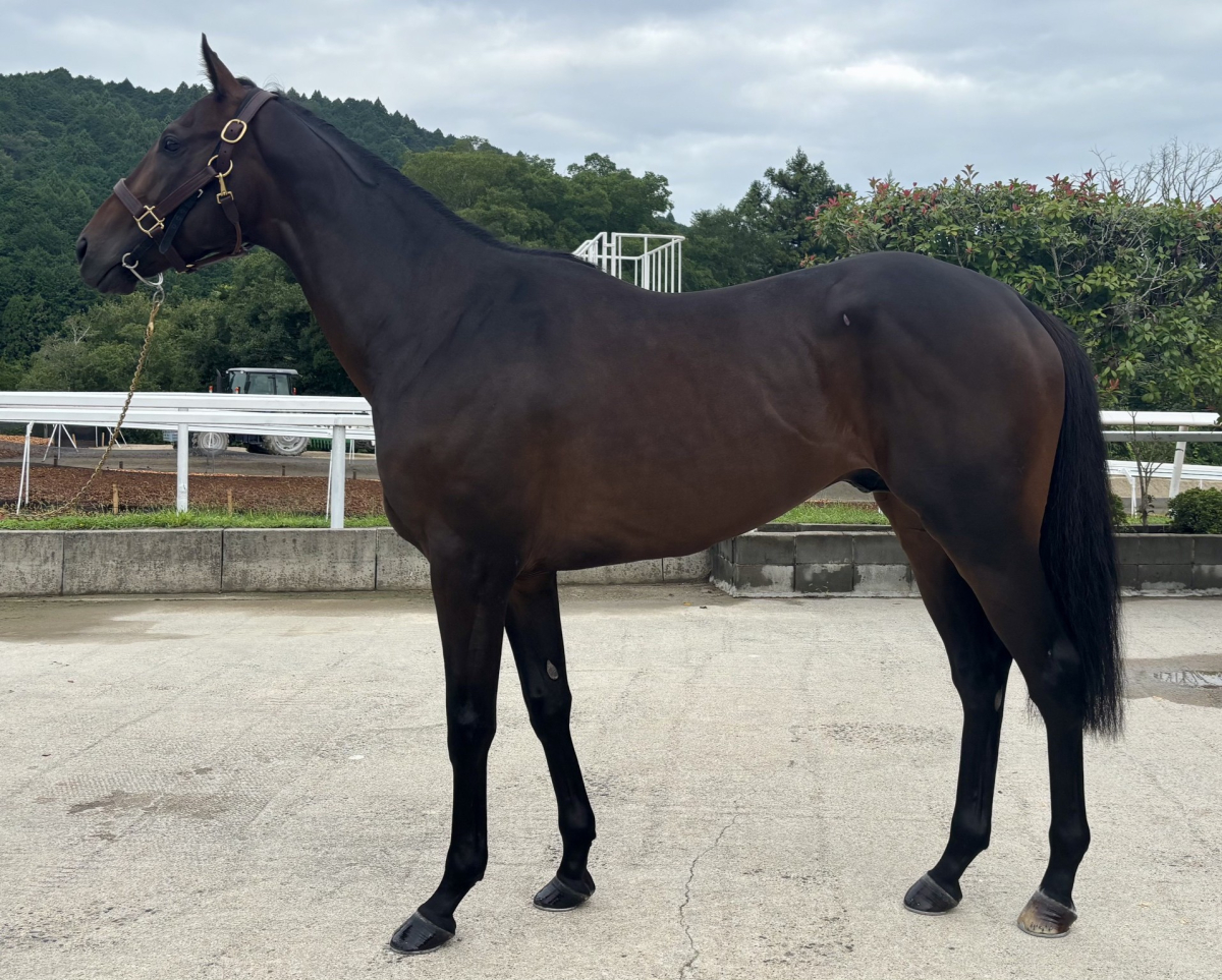 ホウオウスカイハイ　　牡３歳　　※中央競馬　登録抹消_main1