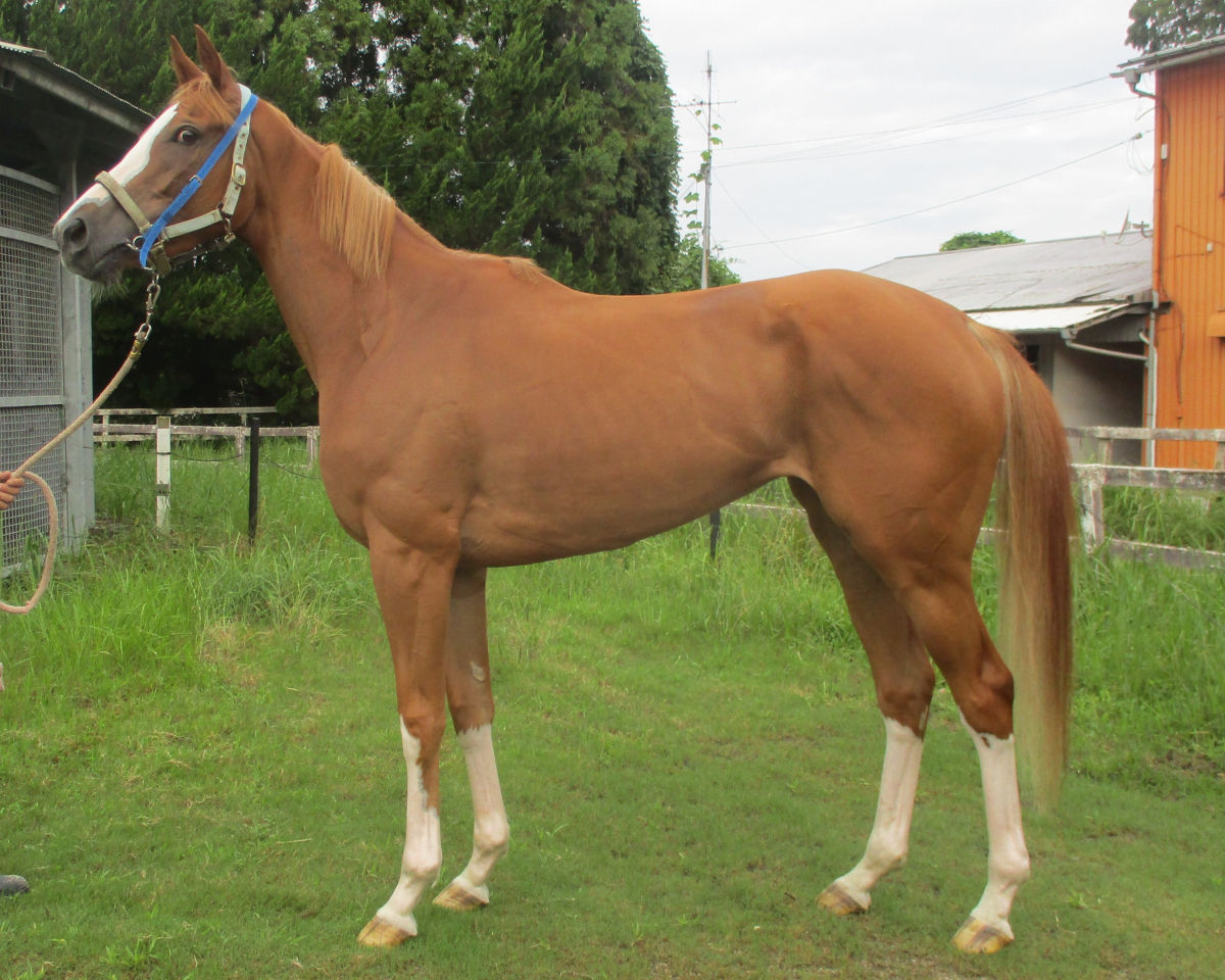 ハヤブサブロー　　牝３歳　　※中央競馬　登録抹消_main1