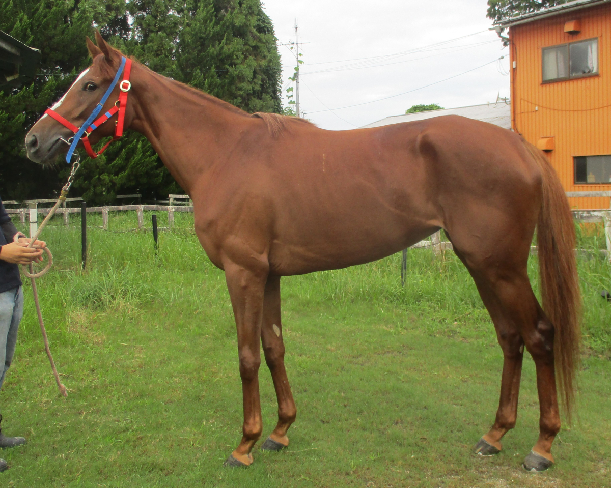 フィールライクユー　　牝３歳　　※中央競馬　登録抹消_main1