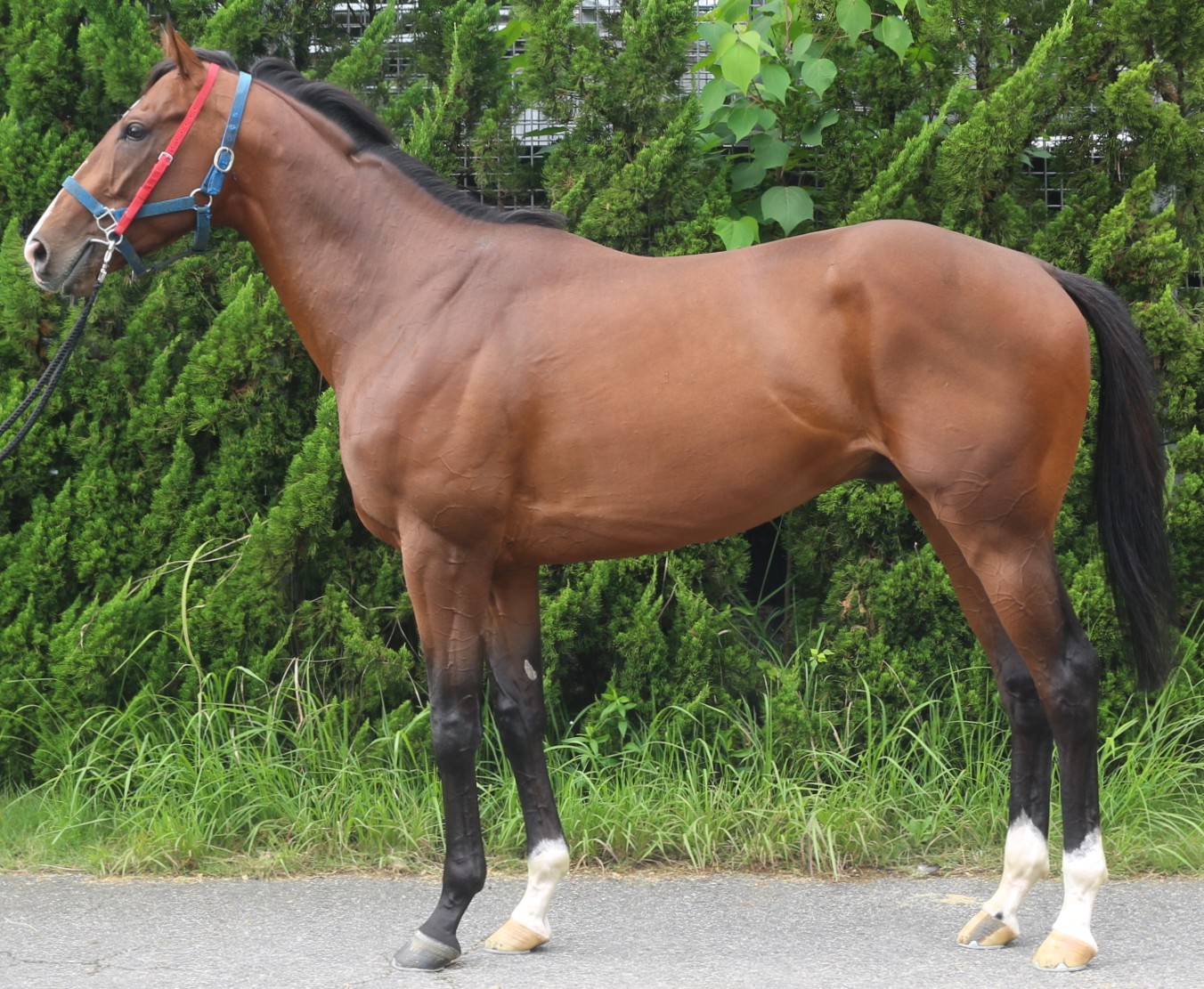 フルドフォルク　　牡３歳　　※中央競馬　登録抹消_main1