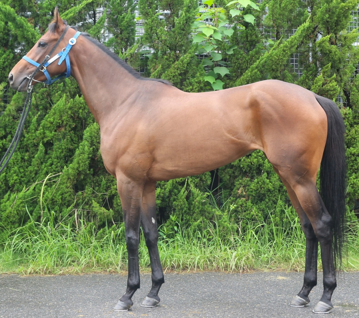 ティンクルバレット　　牝３歳　　※中央競馬　登録抹消_main1