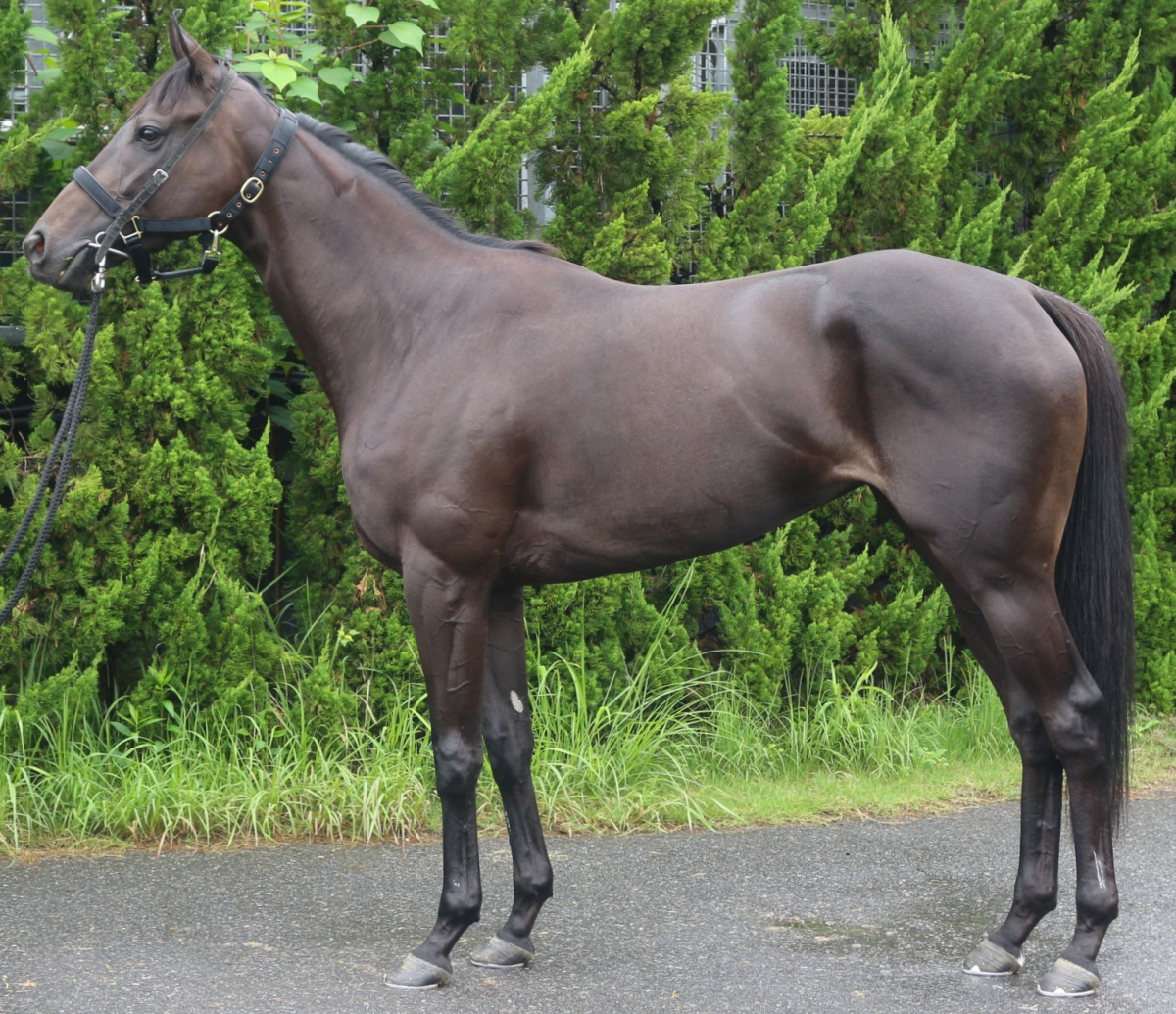 ルージュソムニウム　　牝３歳　　※中央競馬　登録抹消_main1