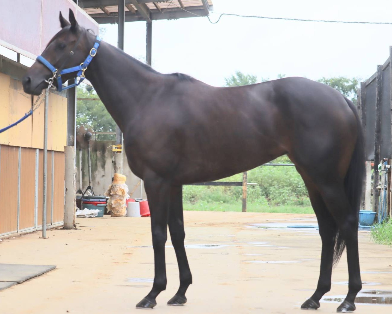 アリアファブラ　　牝３歳　　※中央競馬　登録抹消_main1