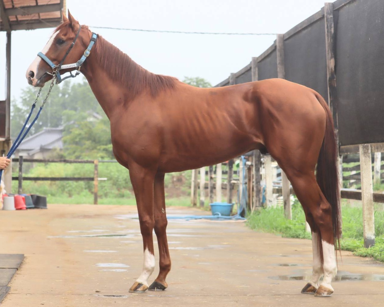 ラクシオンデクラ　　牡３歳　　※中央競馬　登録抹消_main1